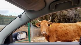 Seceta mănâncă pământul și agricultura! Un fermier din Constanța a fost nevoit să își vândă aproape toate vacile: „N-am văzut așa ceva niciodată”